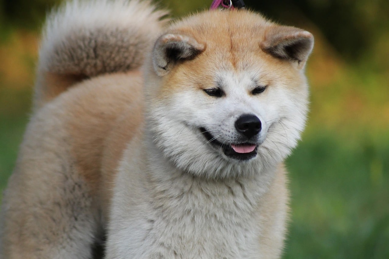 Akita dog