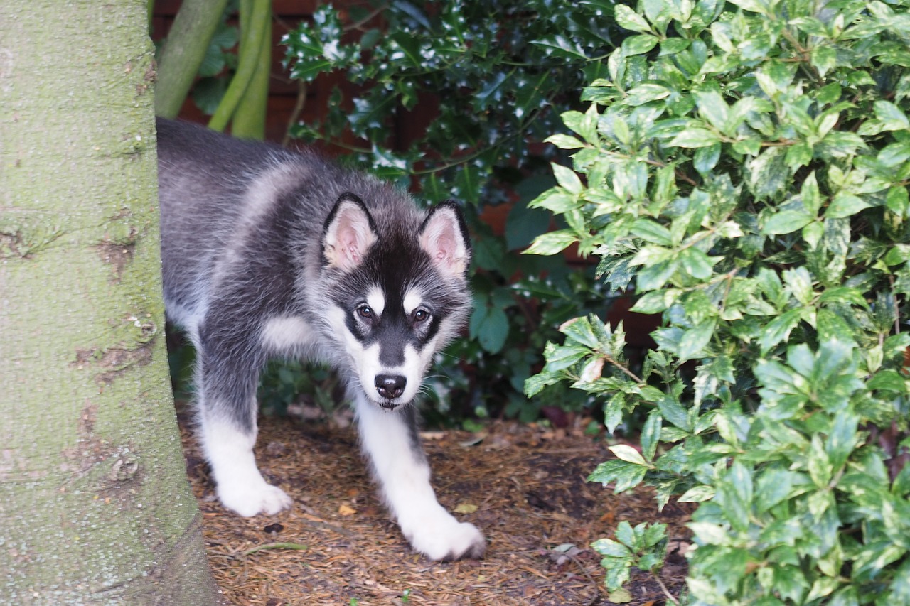 alaskan malamute 1167629 1280 1