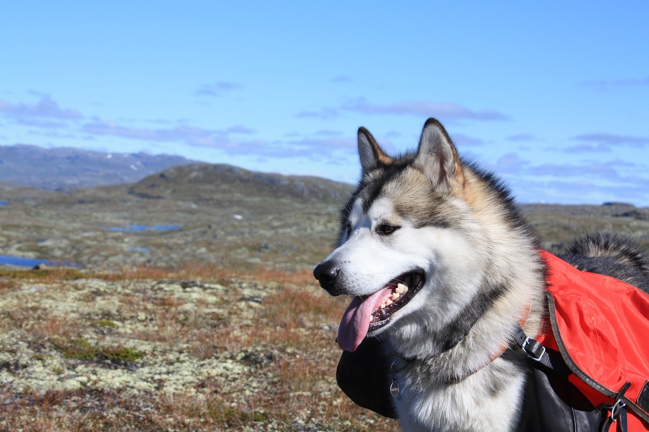 alaskan malamute 2358590 1280 2