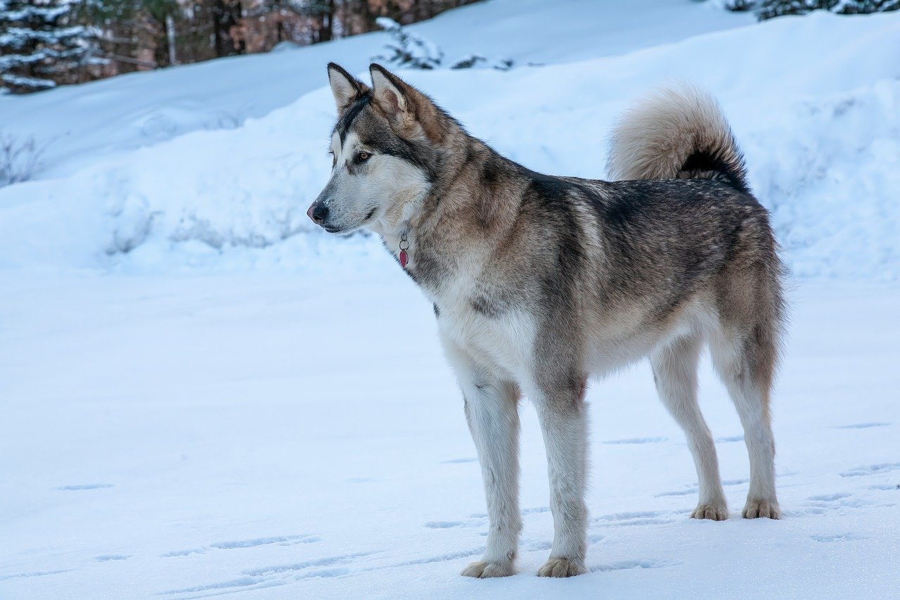 alaskan malamute 7659581 1280