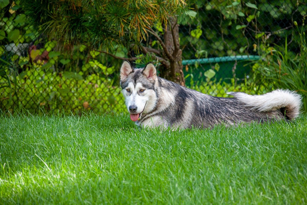 alaskan malamute 7971021 1280 2