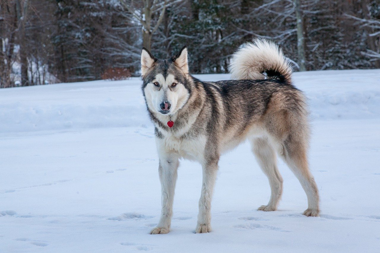 alaskan malamute 7971022 1280 4