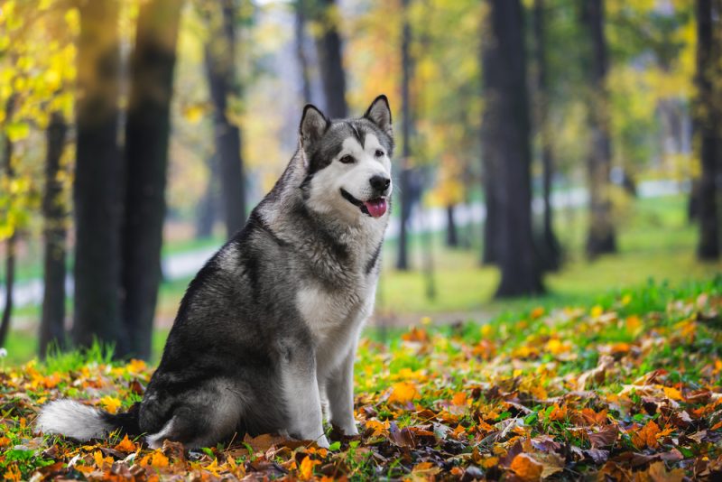 alaskan malamute dog sitting in autumn forest