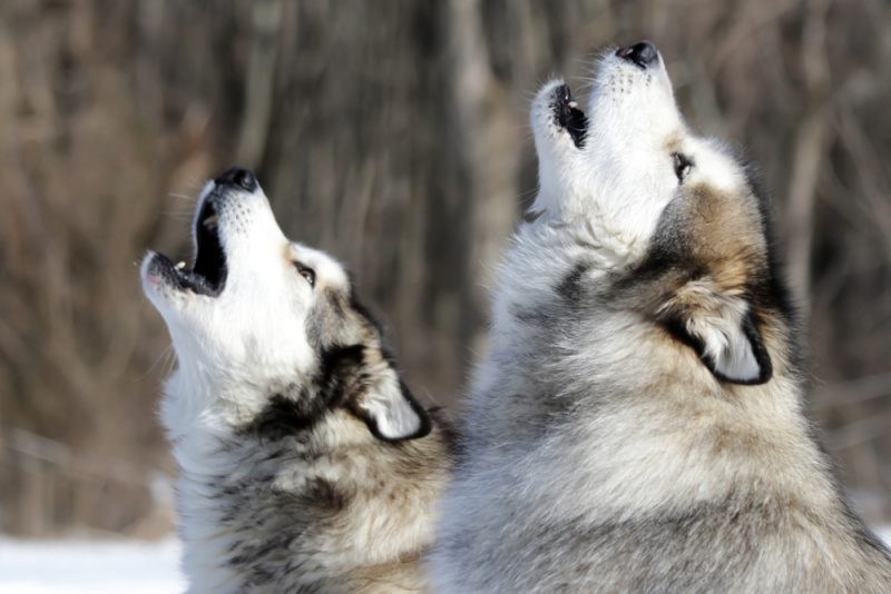 alaskan malamute dogs howling in the winter