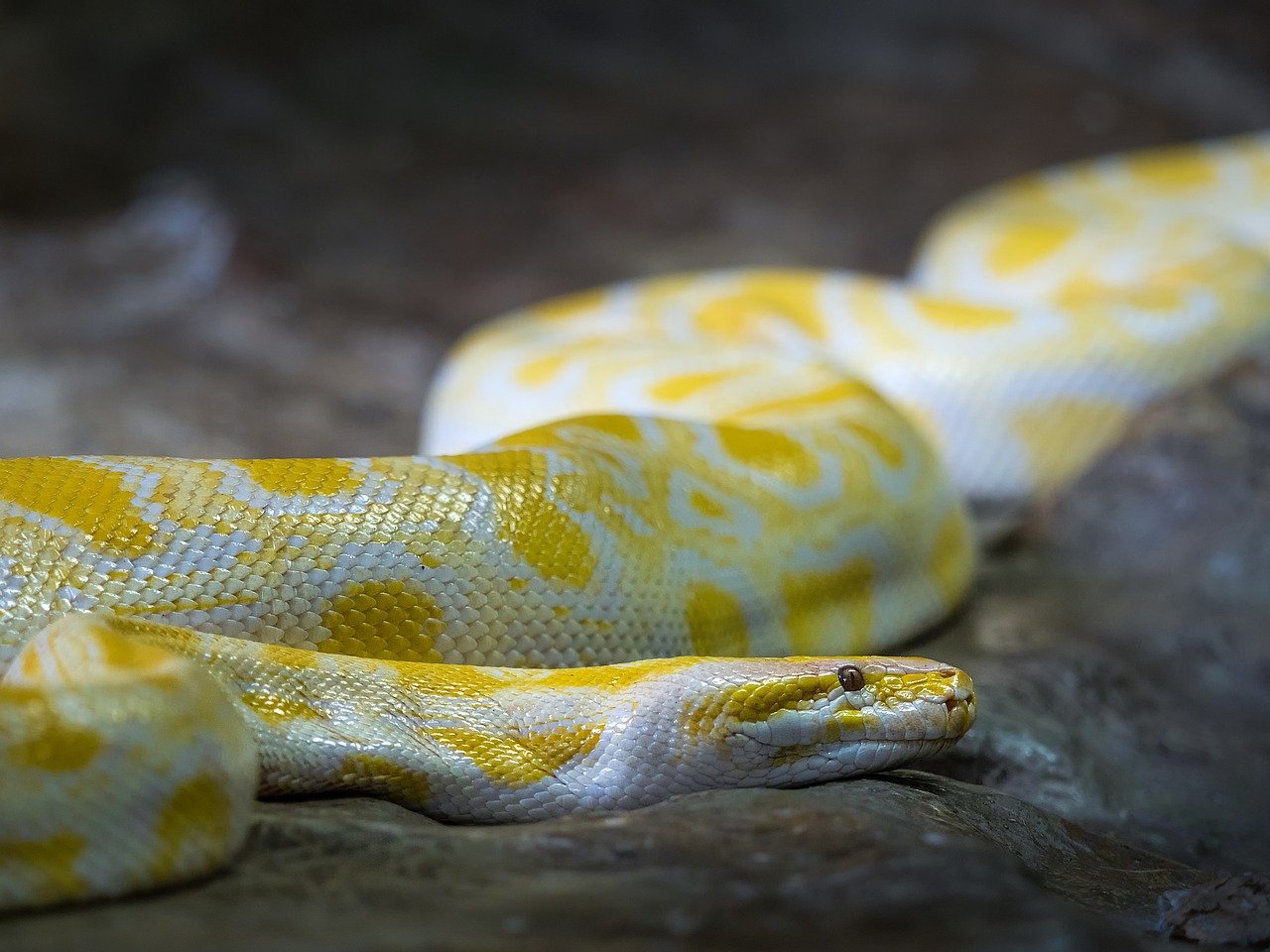 albino burmese python 8511553 1280