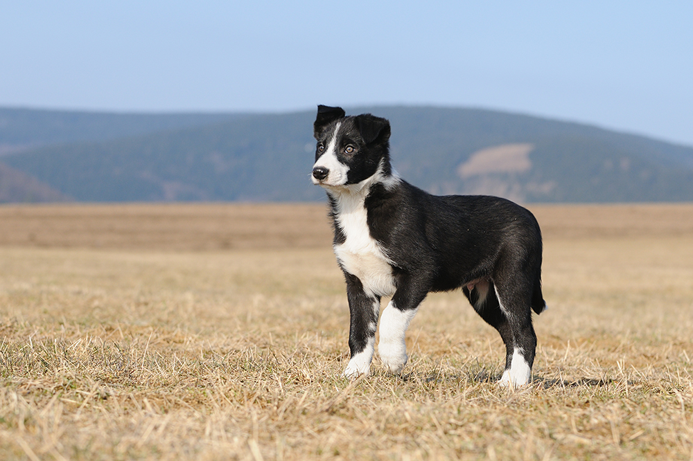 American Border Collie puppy in the field