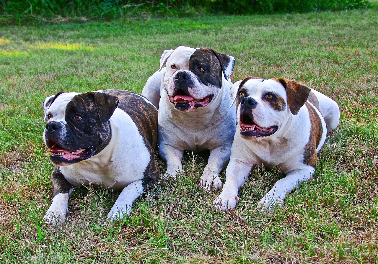 american bulldogs 1504599 1280