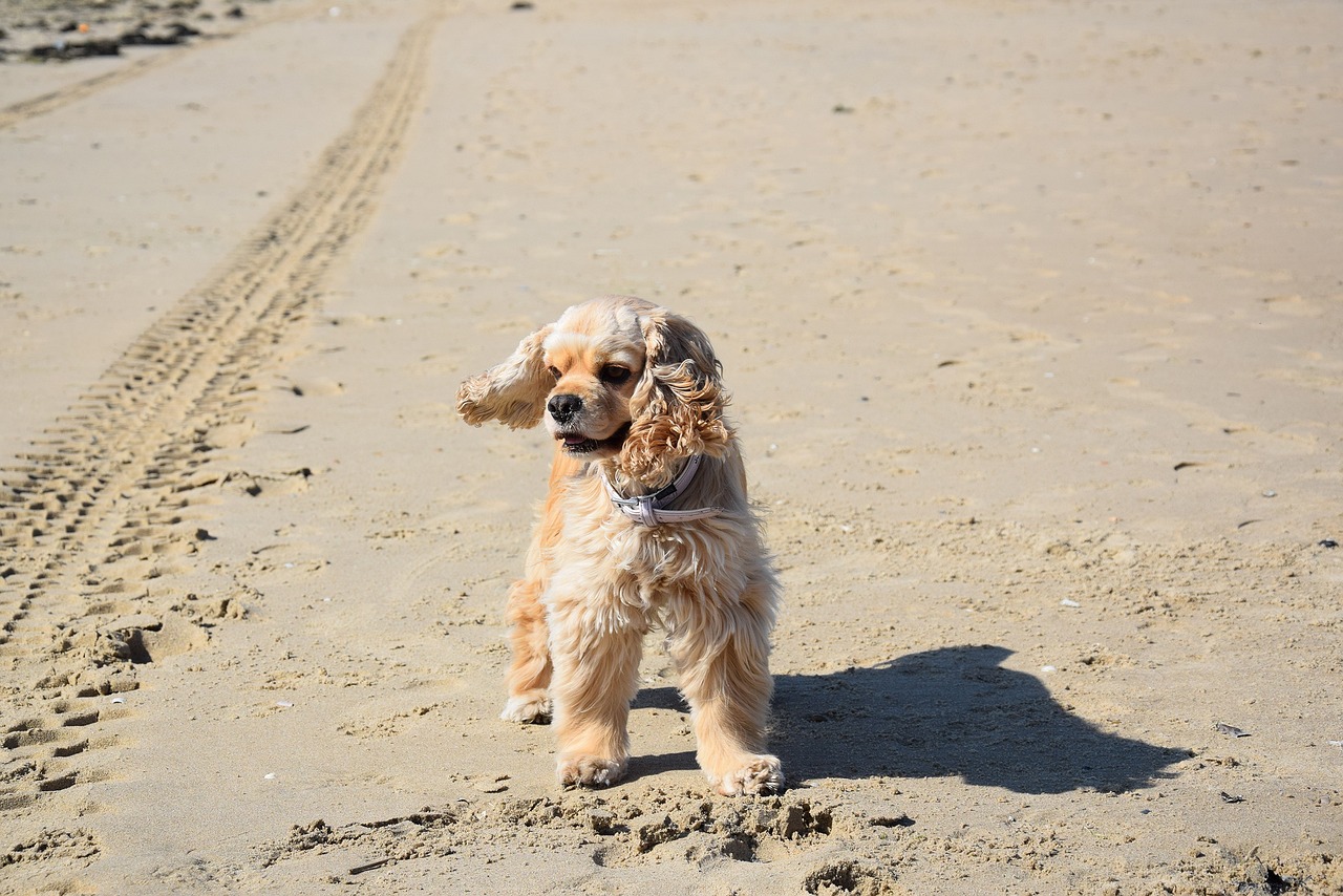 american cocker spaniel 506860 1280