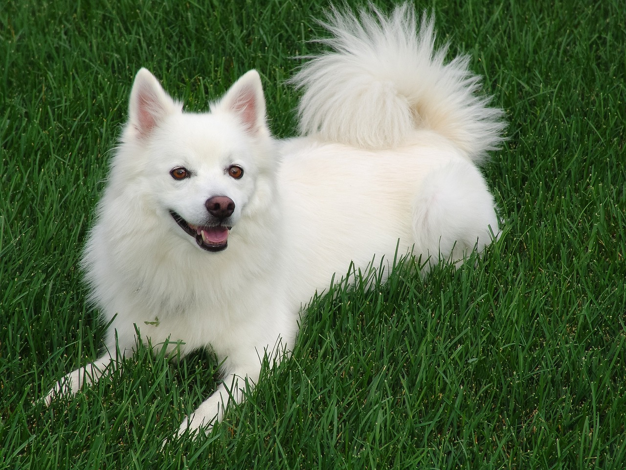 american eskimo 5753137 1280