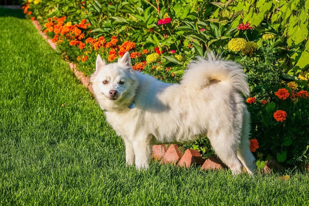 american eskimo 5753140 1280 e1724747090557