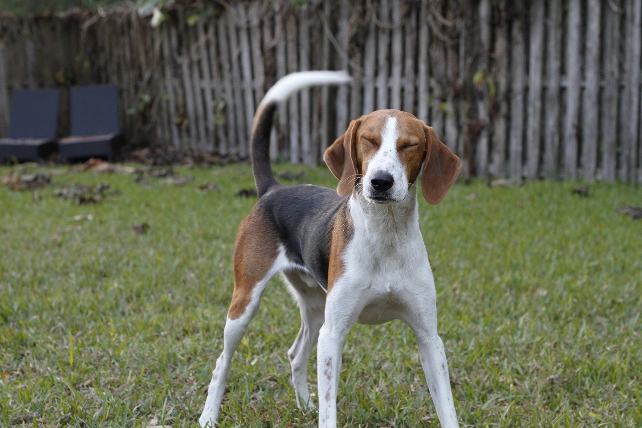 american foxhound 8929698 1280