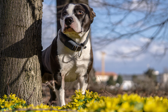 american staffordshire terrier 1