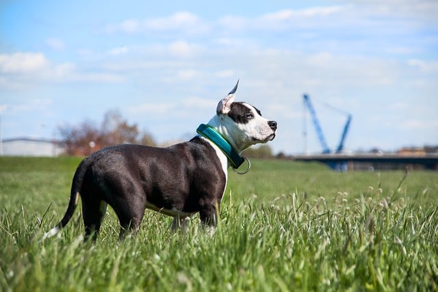 american staffordshire terrier 6328141 640 1