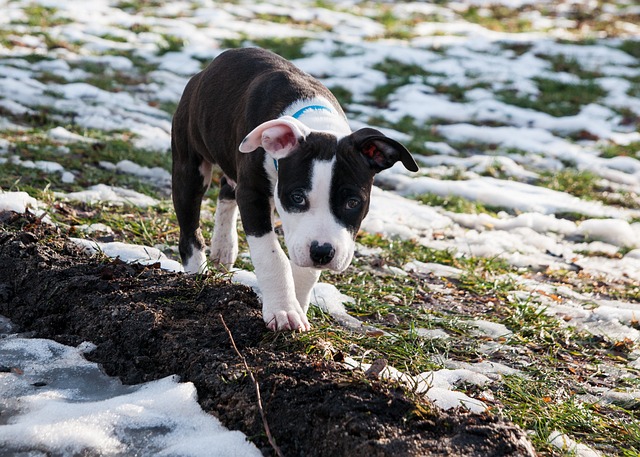 american staffordshire terrier 6328177 640