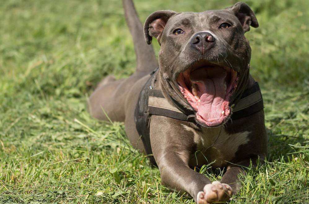 american staffordshire terrier