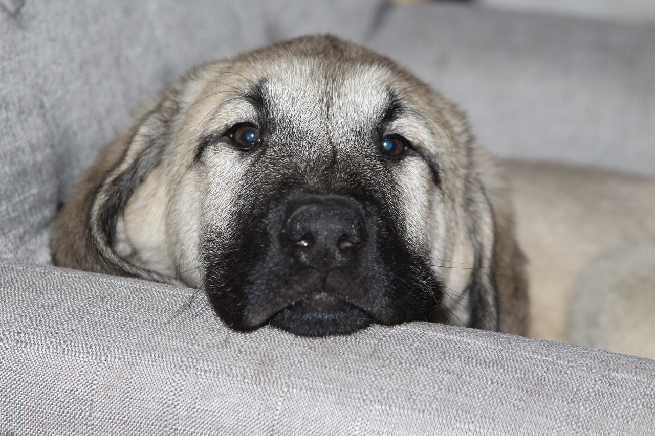 anatolian shepherd 6197377 1280