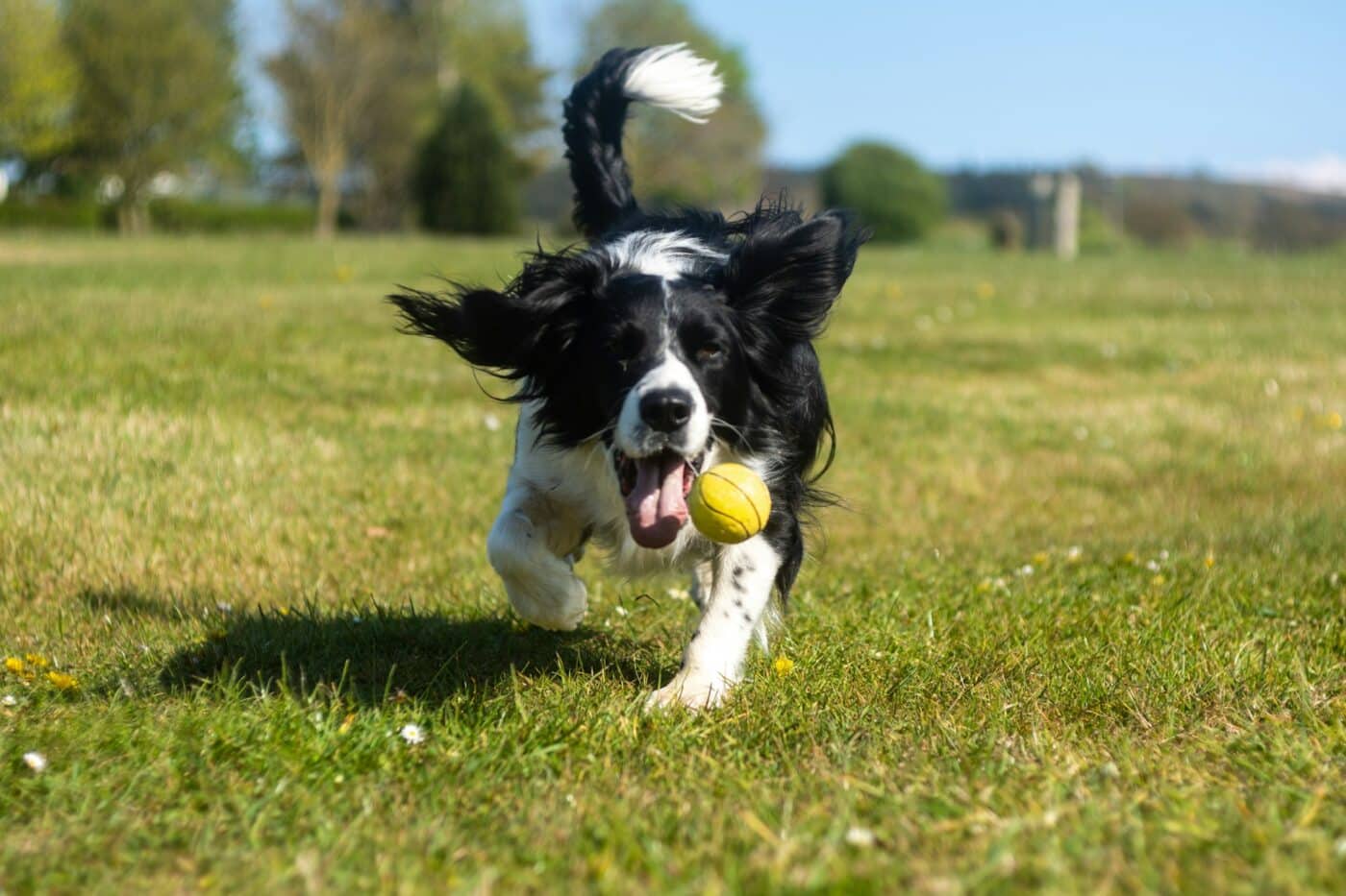 dog playing with a ball