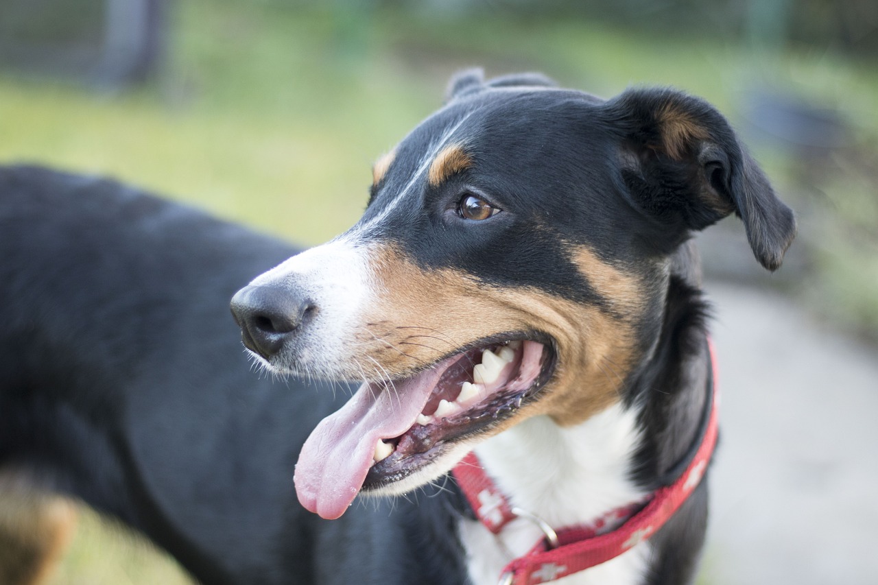 Appenzeller Sennenhund