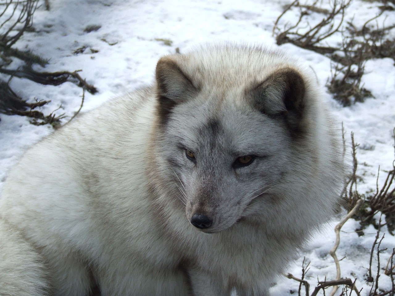 arctic fox 314273 1280