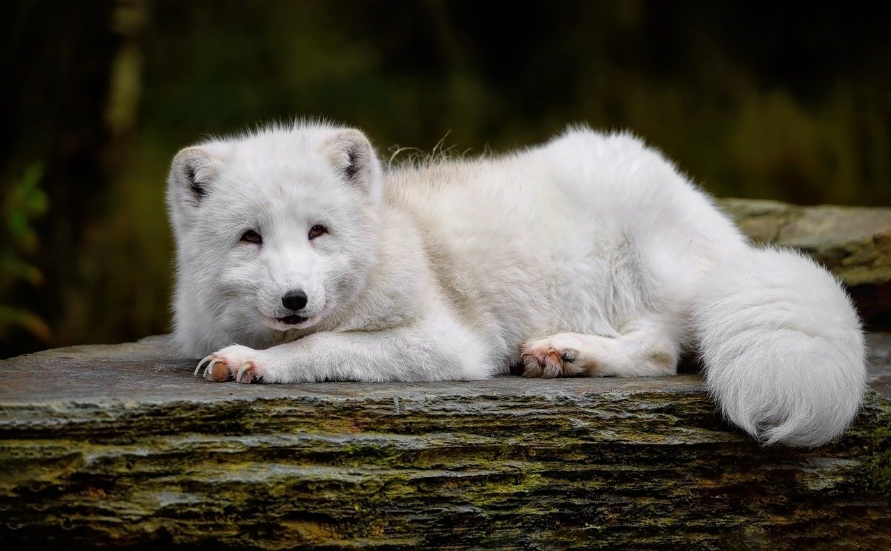 arctic fox 7643726 1280 2