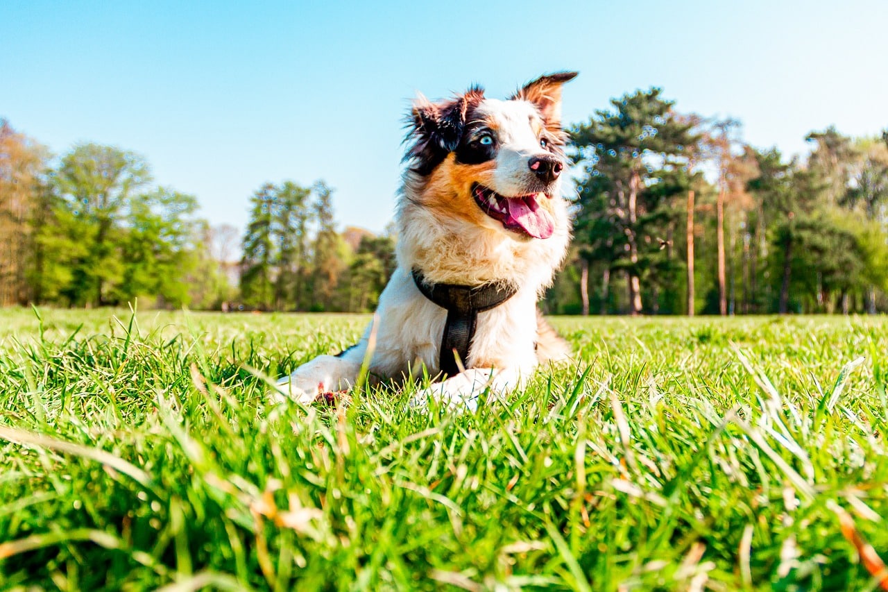 australian shepherd 5406907 1280