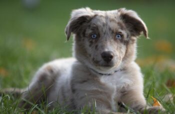 australian shepherd 5773399 1280 1 e1730045573922 350x228 1