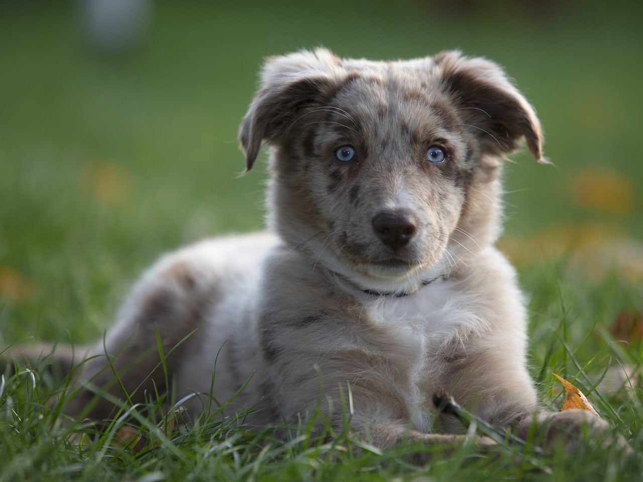 australian shepherd 5773399 1280