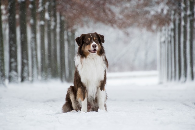 australian shepherd 5902414 640 1