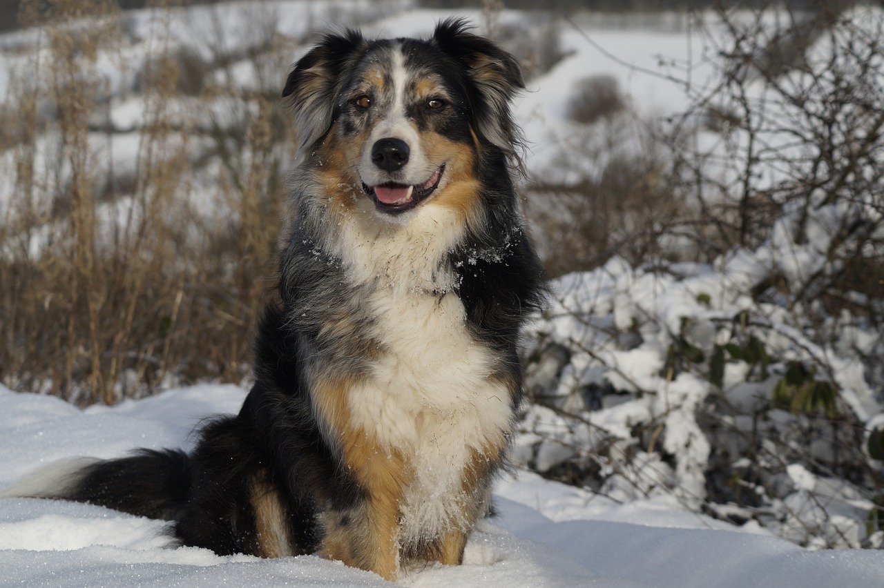 australian shepherd 620297 1280