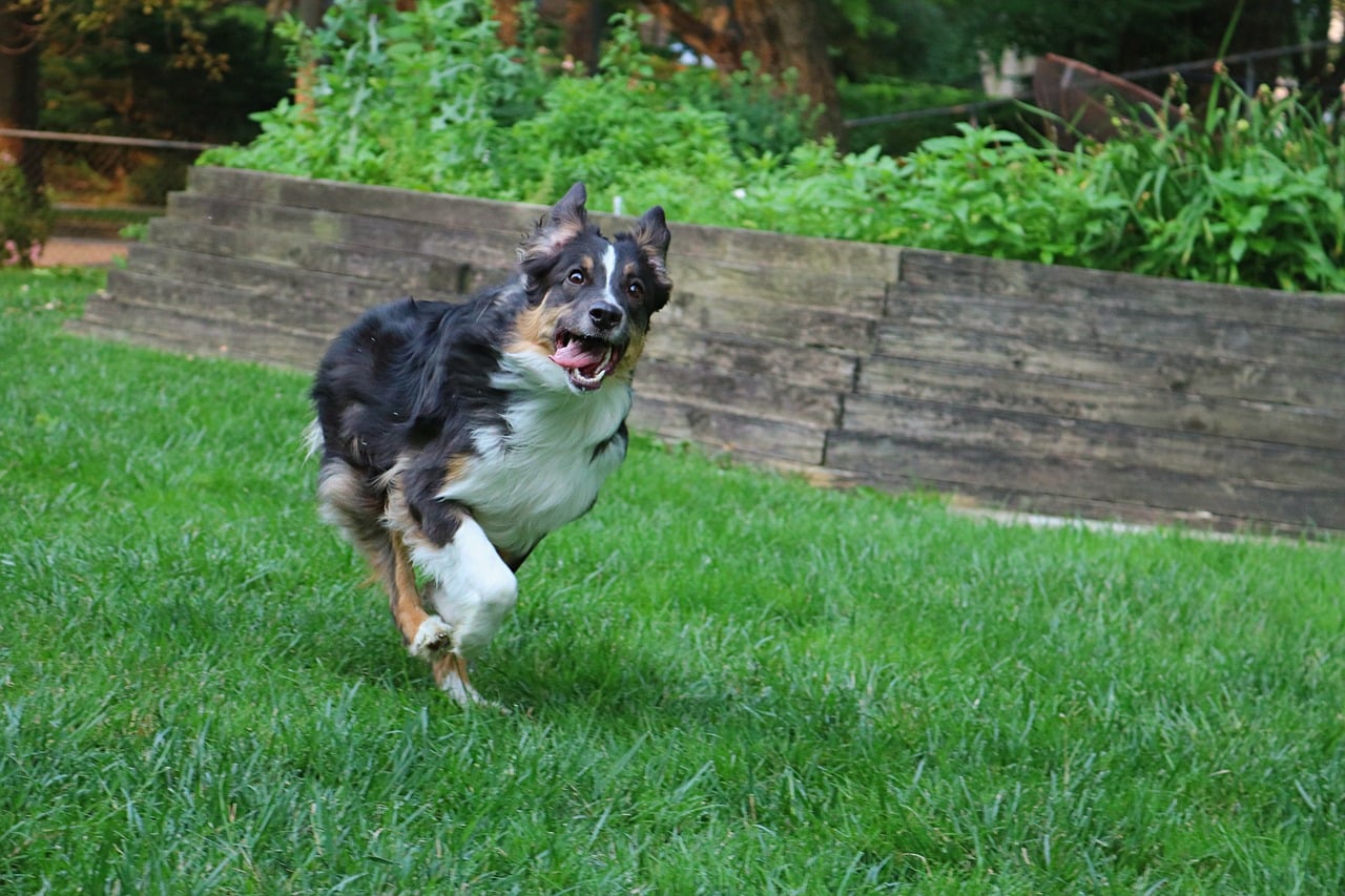 australian shepherd 6508361 1280