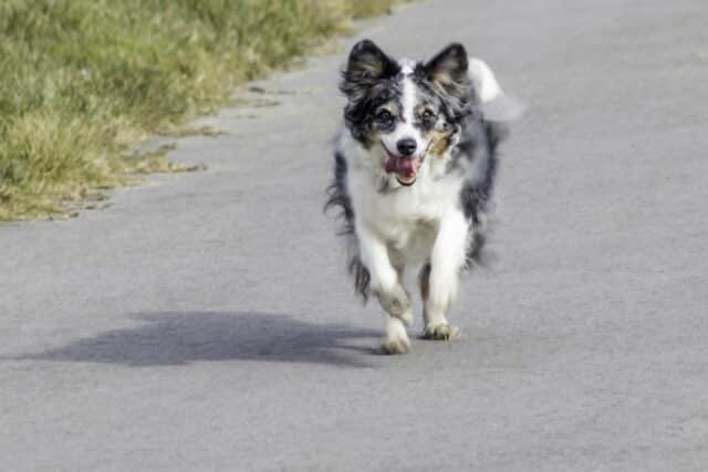 australian shepherd 7059386 1280 1 e1721990850656