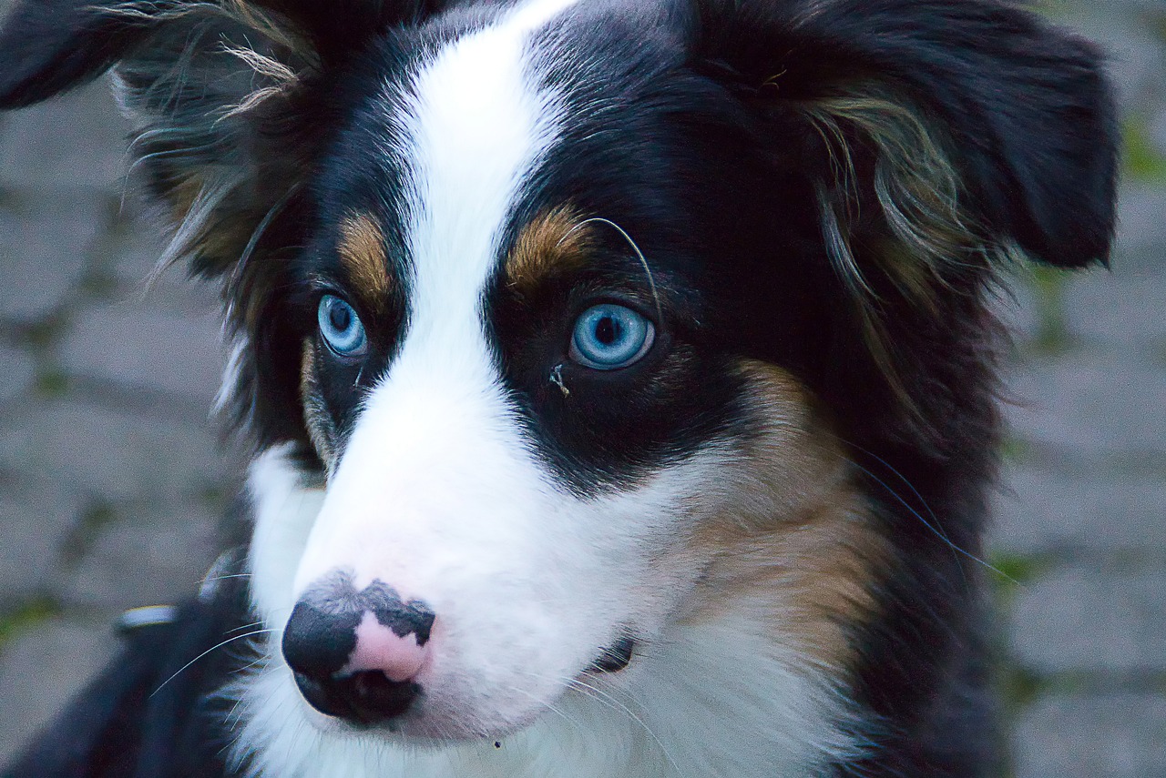 australian shepherd 7417382 1280