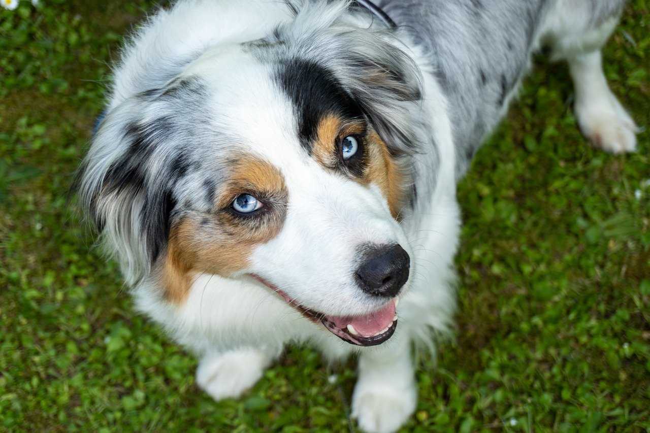 australian shepherd 8207016 1280 1 1