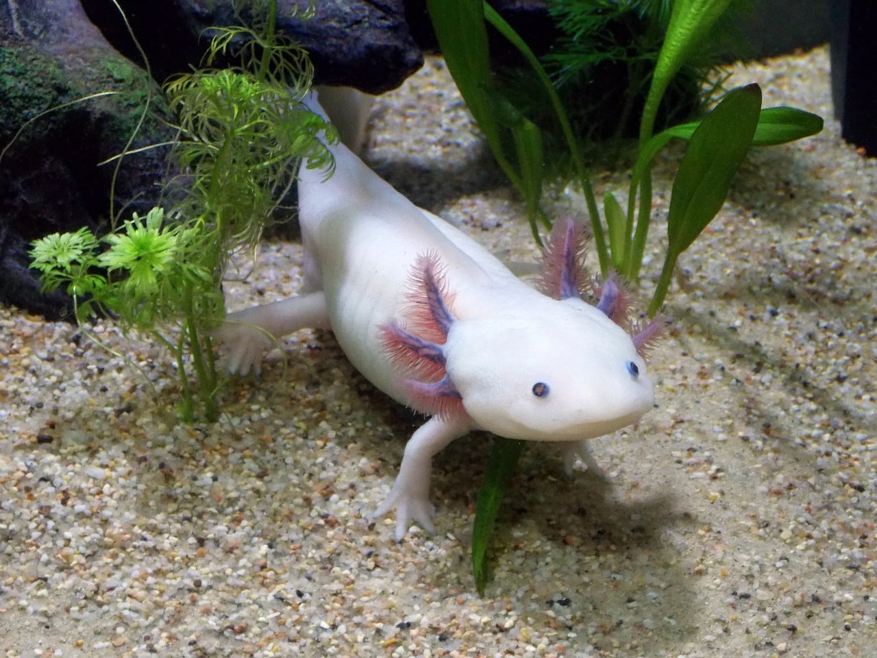 axolotl 2193331 1280 1