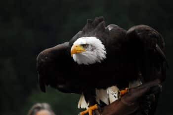 bald eagle 3865227 1280 350x234 1