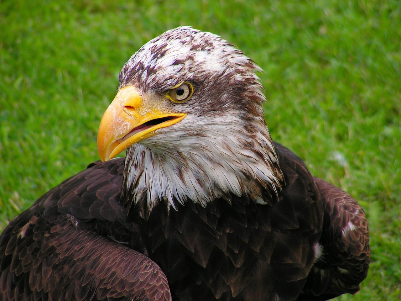 bald eagle 563525 1280