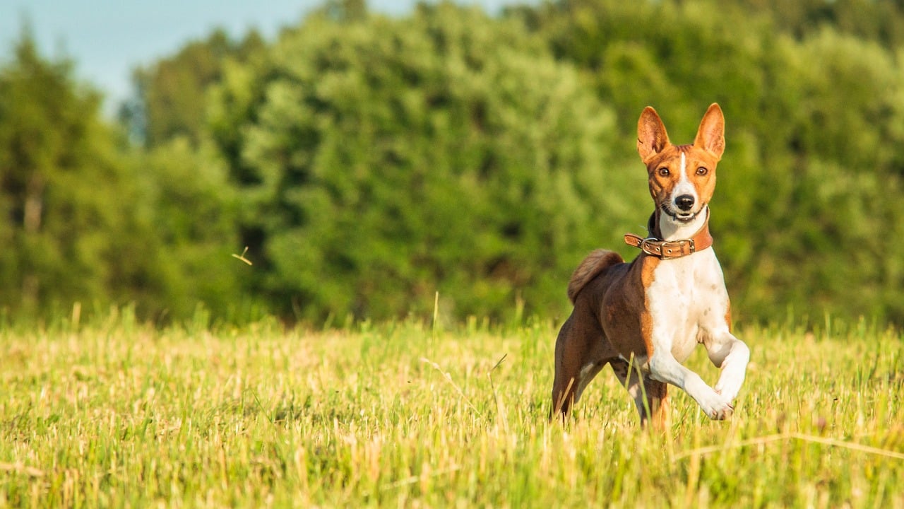 basenji 7043689 1280 2