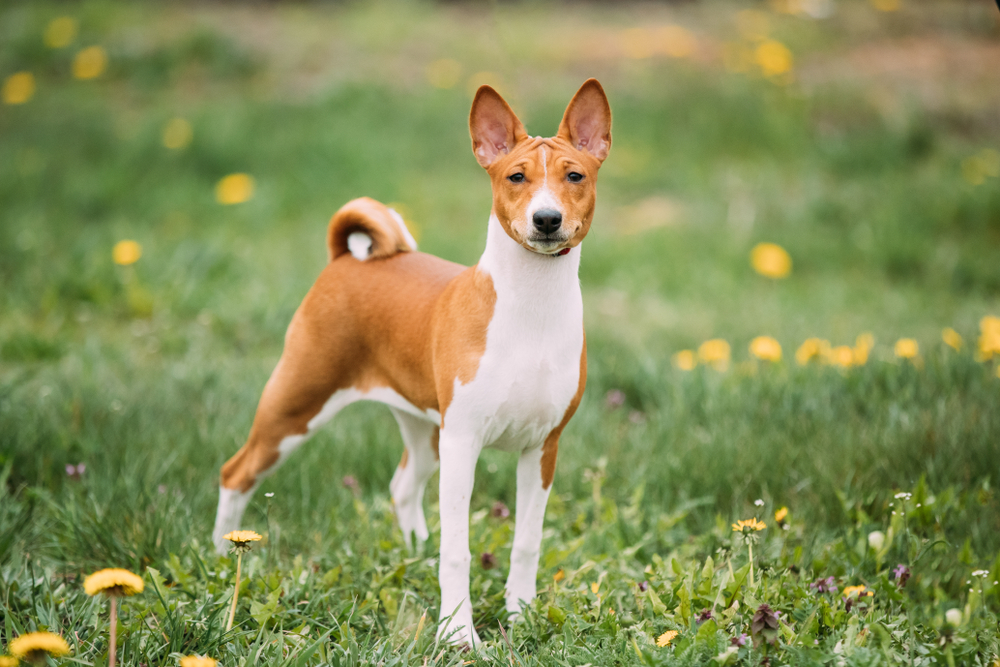 basenji dog standing on a grass field