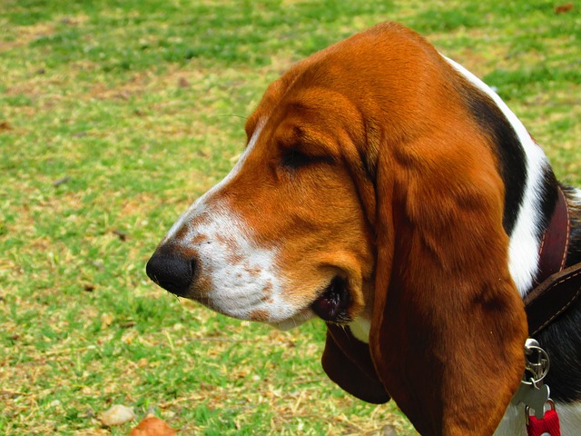 basset hound 345645 640 1