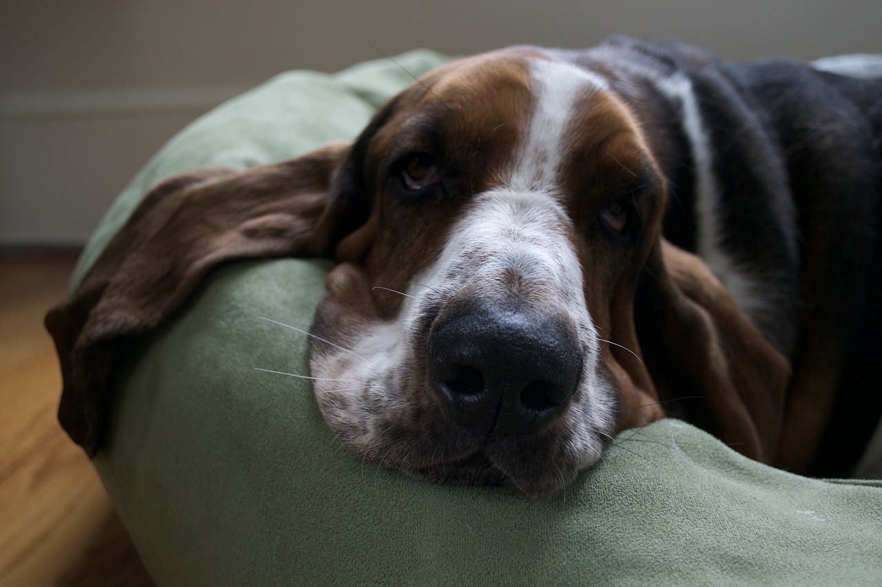 Basset Hound dog