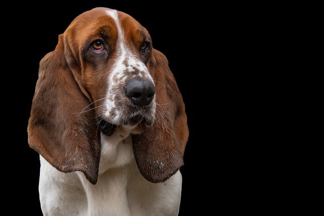 basset hound 7861037 640