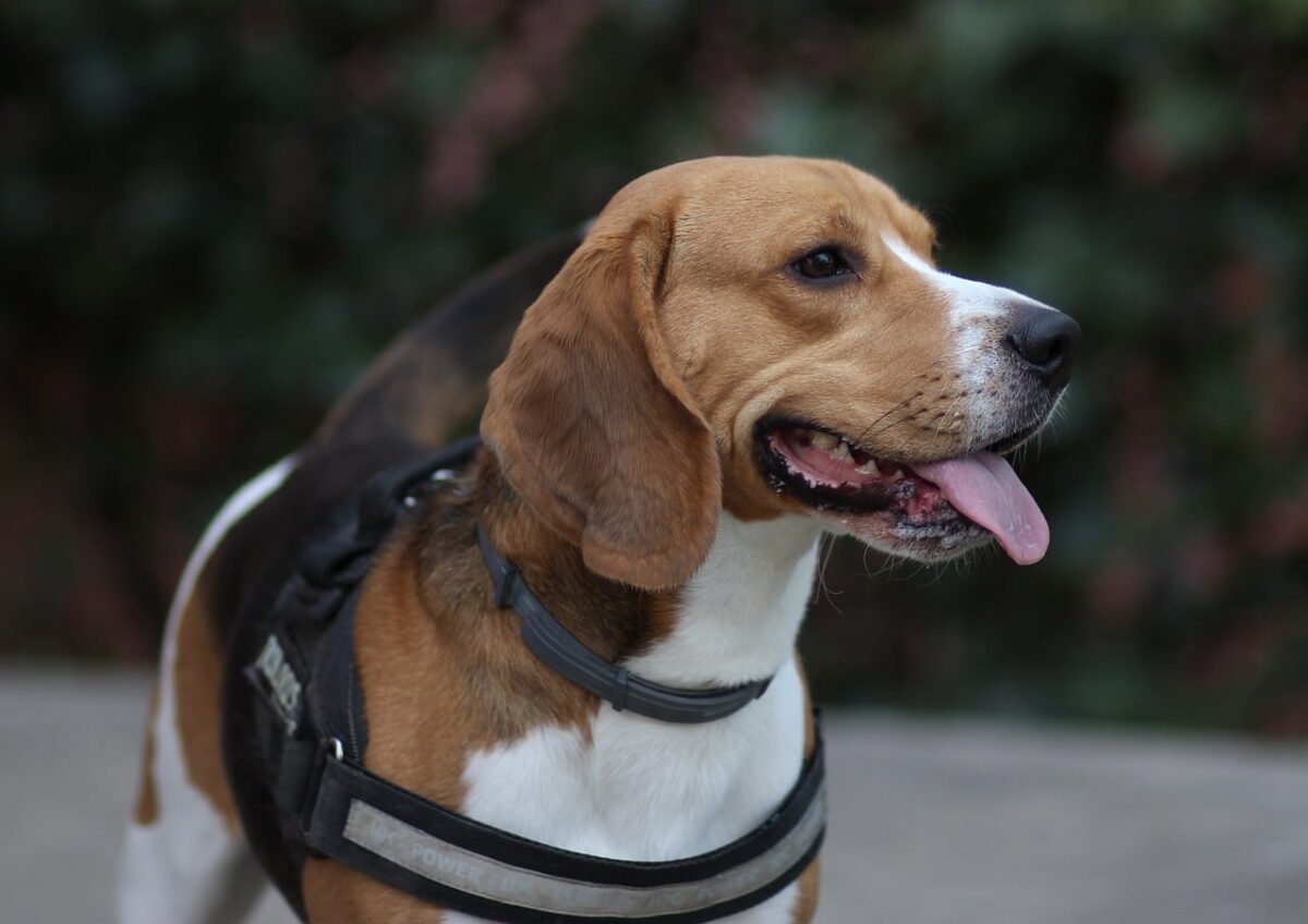 Beagle dog