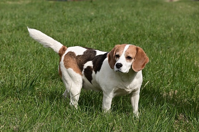 beagle 7155540 640