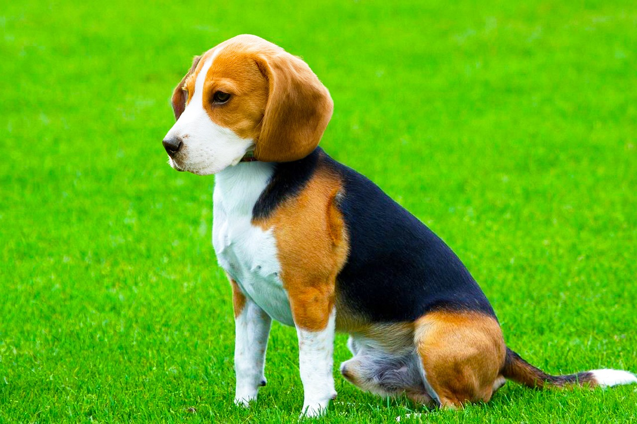 beagle 7209563 1280 7