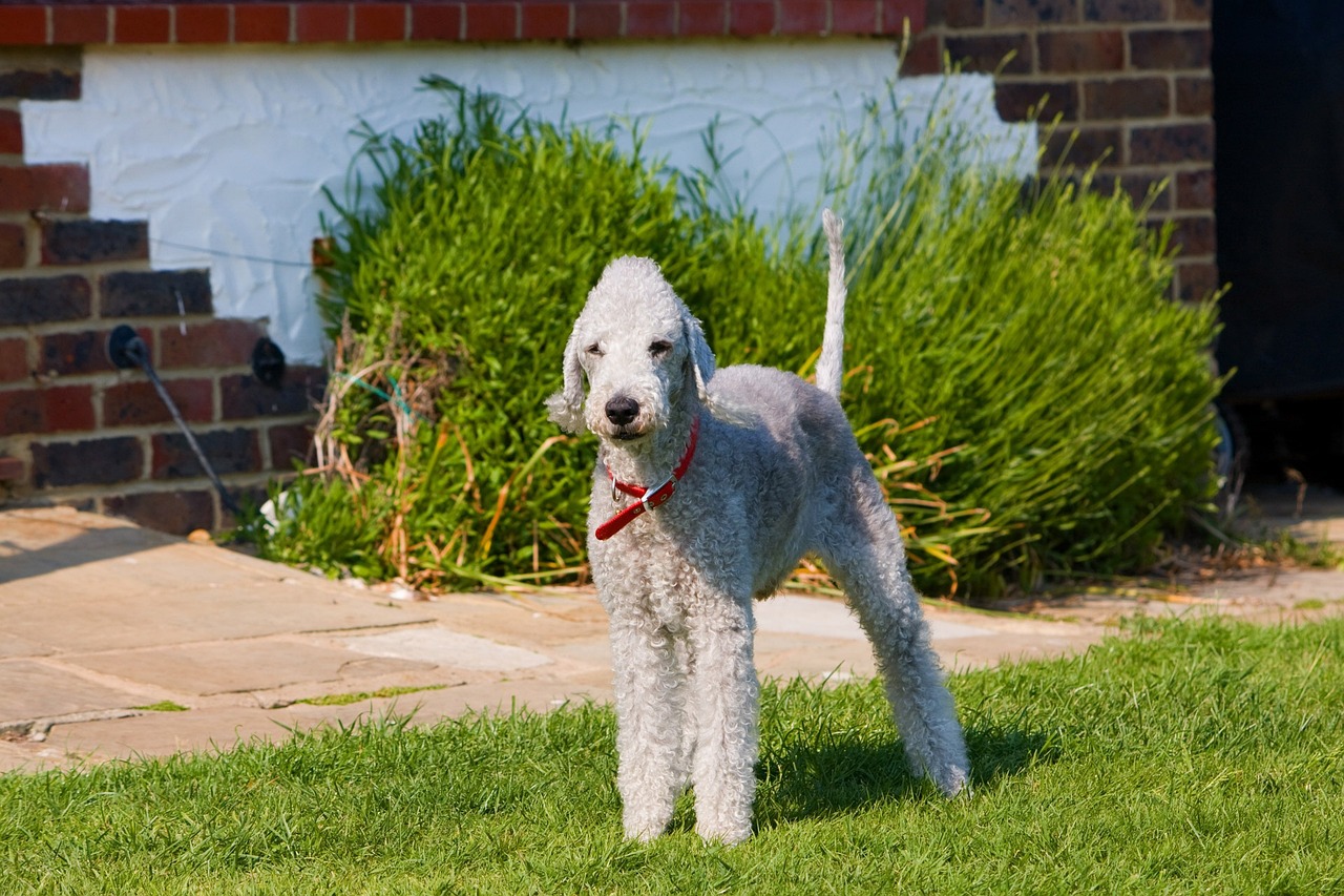 bedlington terrier 164035 1280 1