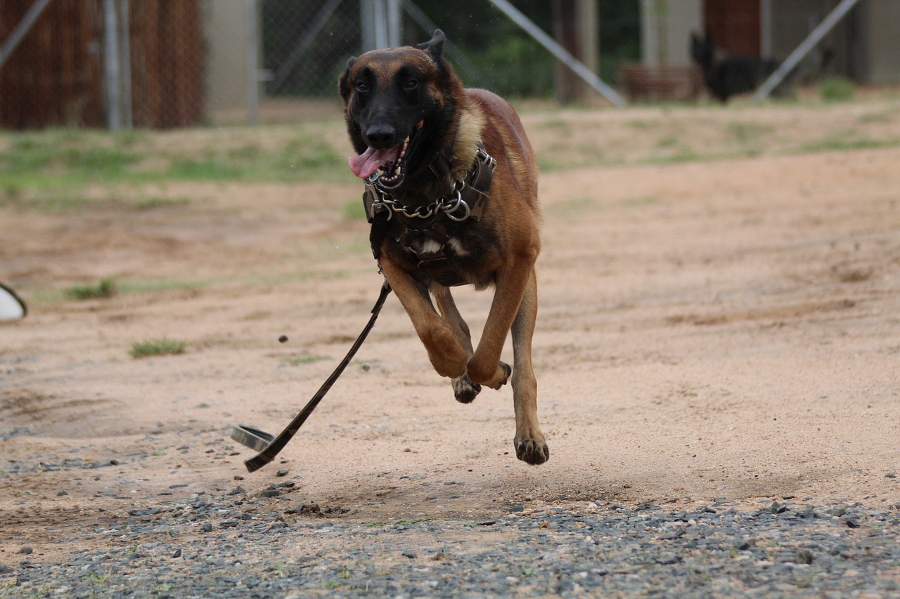 belgian malinois 5854492 1280