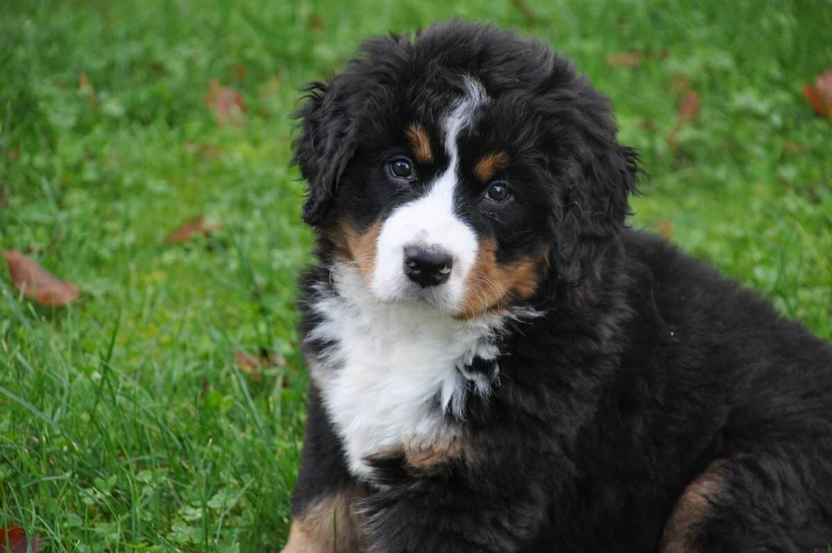 bernese mountain dog 1177071 1280 e1727196809385