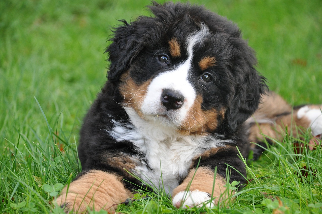 bernese mountain dog 1177074 1280 1