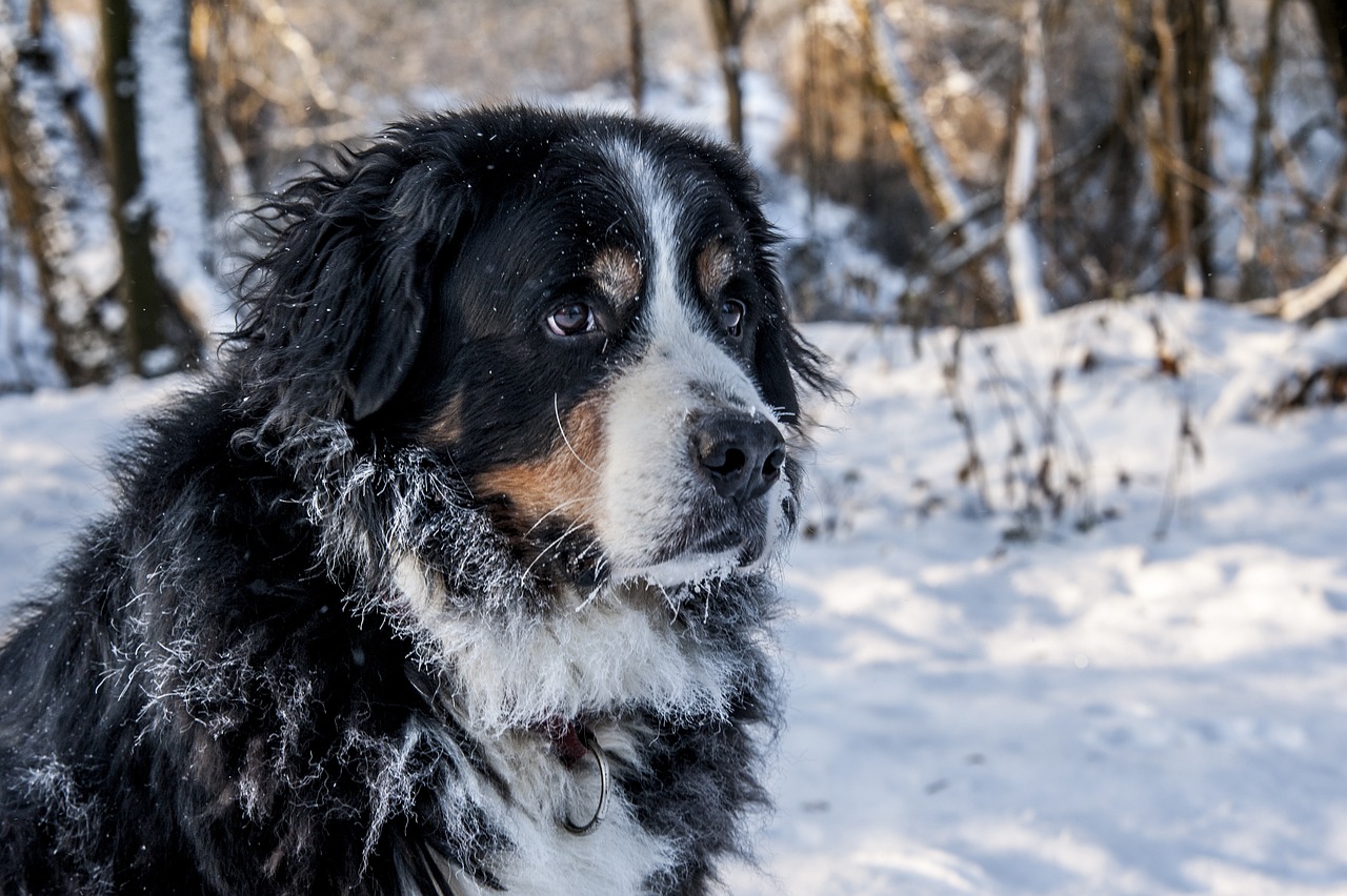 Bernese Mountain Dog