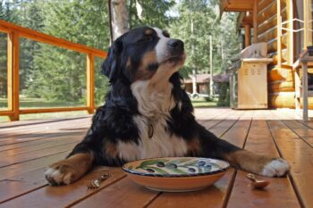 bernese mountain dog 208092 1280 350x233 1